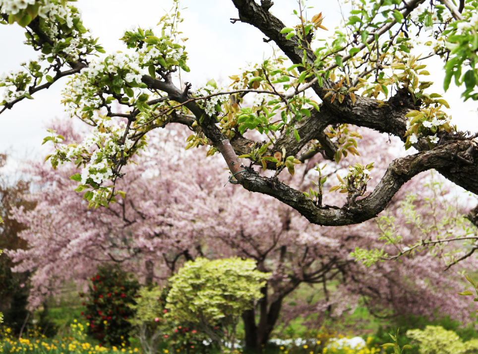 桜梨の花
